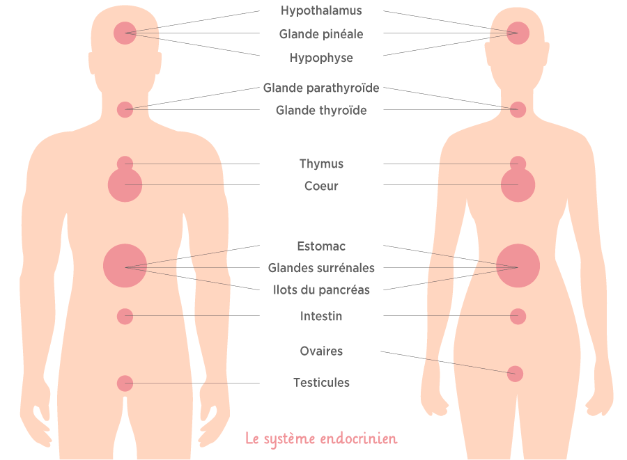 le système endocrinien MÊME Cosmetics