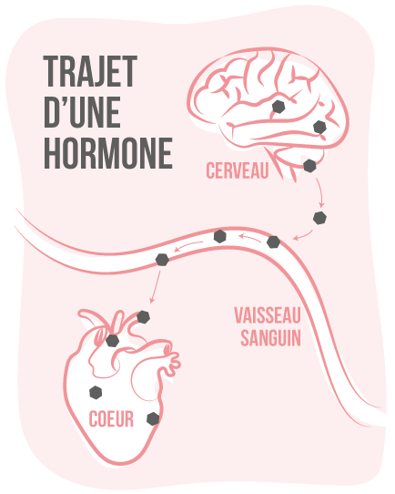 trajet d'une hormone - perturbateurs endocriniens 