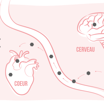 Comment fonctionnent les perturbateurs endocriniens ?