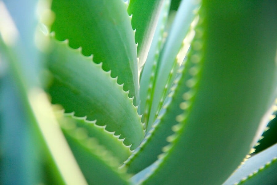 gel d'aloe vera hydratant peaux très sèches - MÊMECOSMETICS