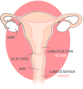 sécheresse vaginale explication