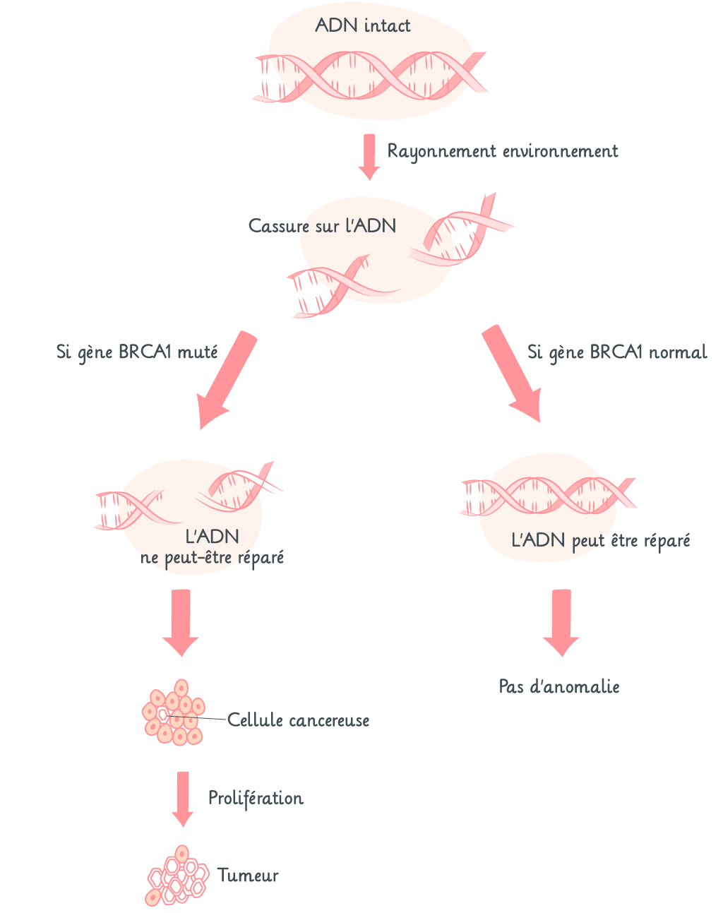 transmission gènes cancer MÊME COSMETICS