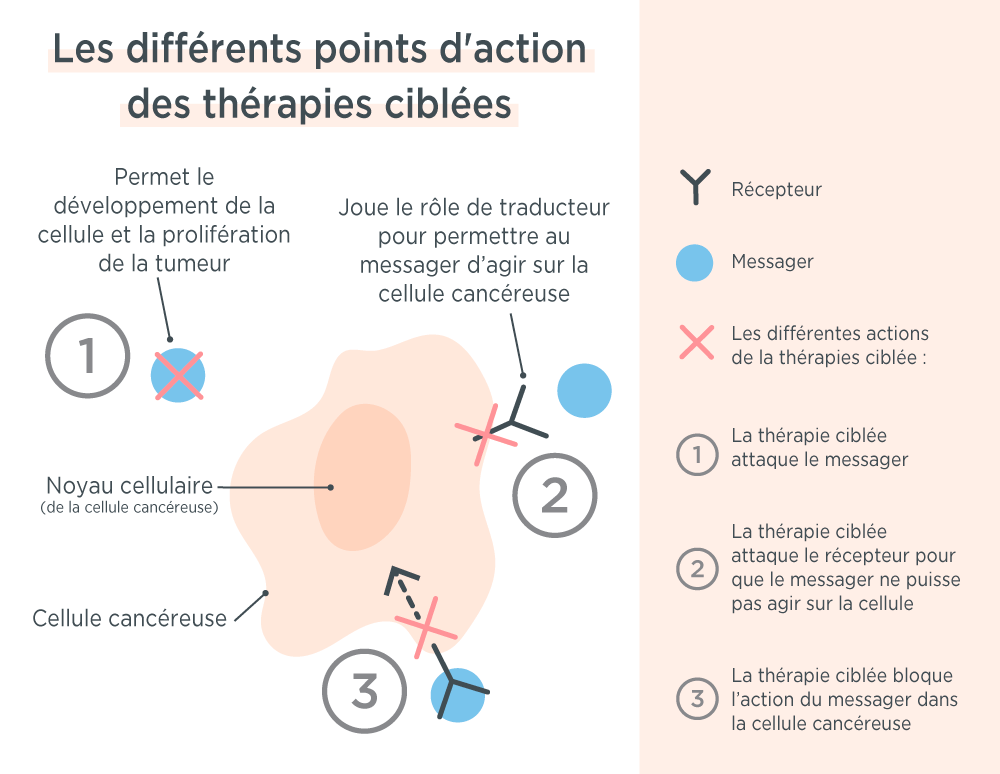 Les différents points d'action des thérapies ciblées