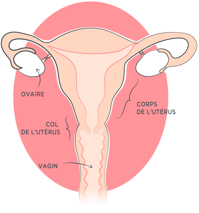 Papillomavirus et cancer du col de l'utérus : comment en parler ...