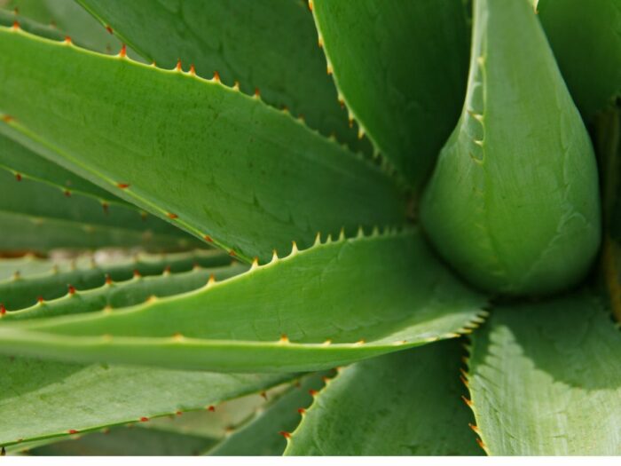 Aloe vera : la plante magique qui hydrate et apaise votre peau fragilisée