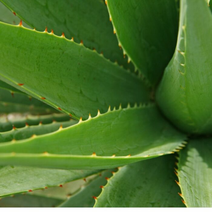 Aloe vera : la plante magique qui hydrate et apaise votre peau fragilisée