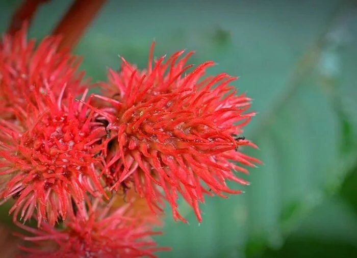 L’Huile de Ricin : alliée de votre beauté !