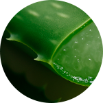 Aloe Vera Bio