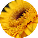 Cellules actives de Calendula 