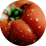 Tomato Lycopene