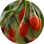 Goji baies extract
