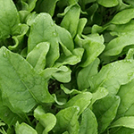 Roquette