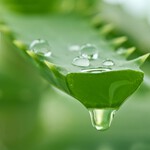 Organic Aloe Vera Gel 