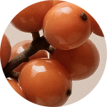 Organic Seabuckthorn Extract