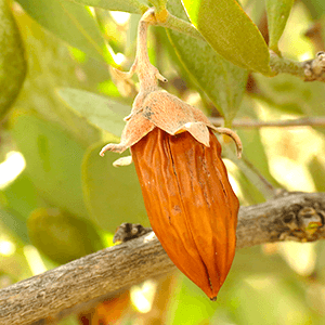 Beurre de Jojoba