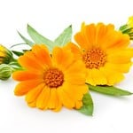 Organic Calendula Extract