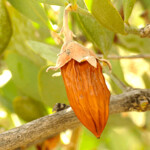 Huile de Jojoba Bio 