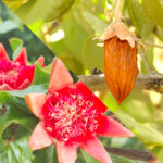 Jojoba wax & Pomegranate flower