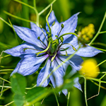 Nigella Oil