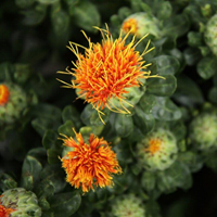 Organic safflower oil