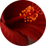 Hibiscus extract
